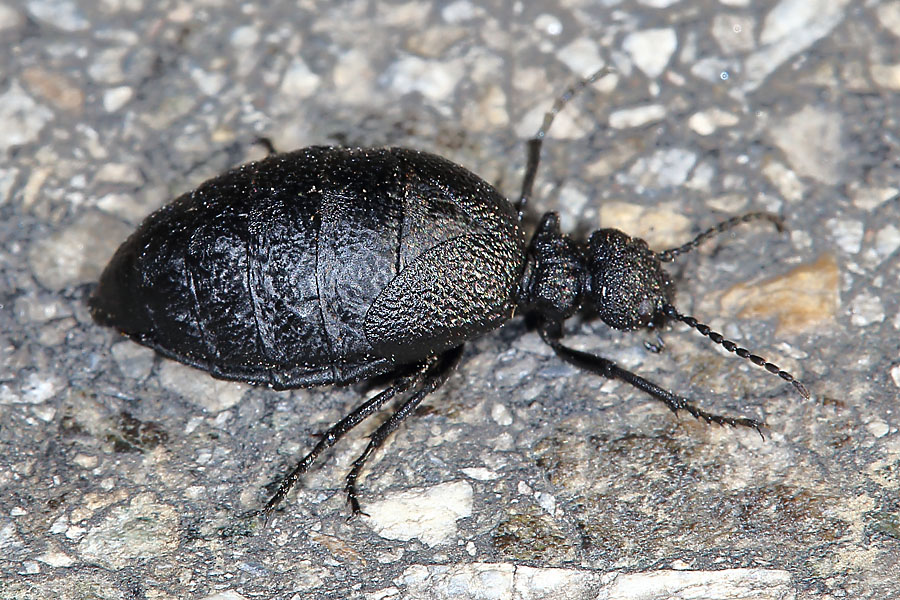 Meloe rugosus - Mattschwarzer Maiwurmkäfer, Käfer Weibchen auf Straße