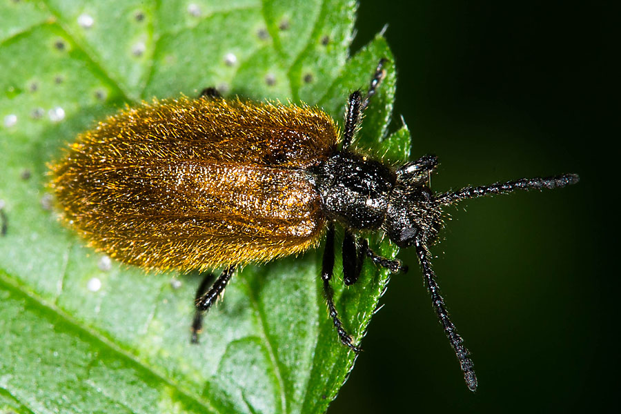 Lagria hirta cf. - Gemeiner Wollkäfer, Käfer auf Blatt