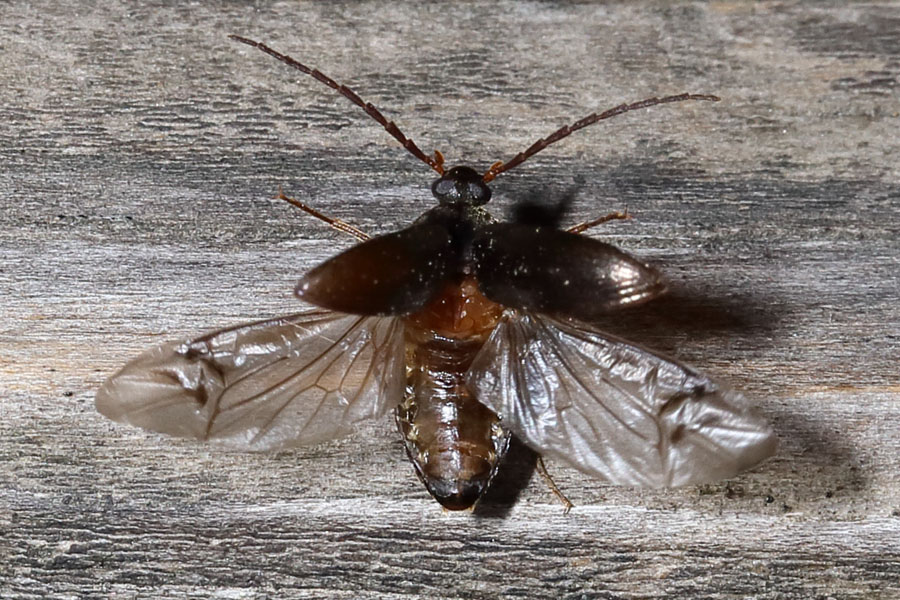 cf. Hymenalia rufipes - Rotbeiniger Pflanzenkäfer, Käfer vor Abflug