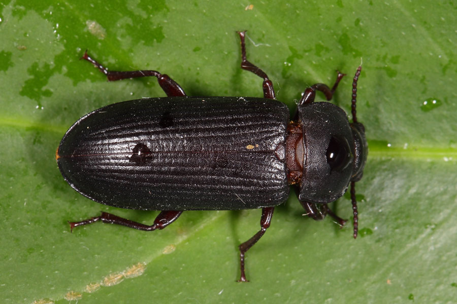 Tenebrio molitor - Mehlkäfer, Käfer auf Blatt