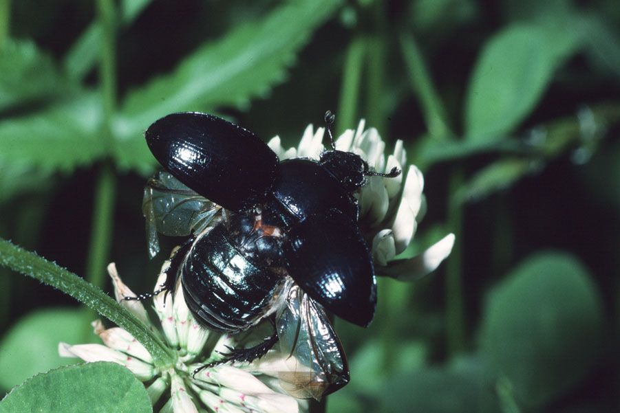 Anoplotrupes stercorosus - Waldmistkäfer, Käfer beim Abflug