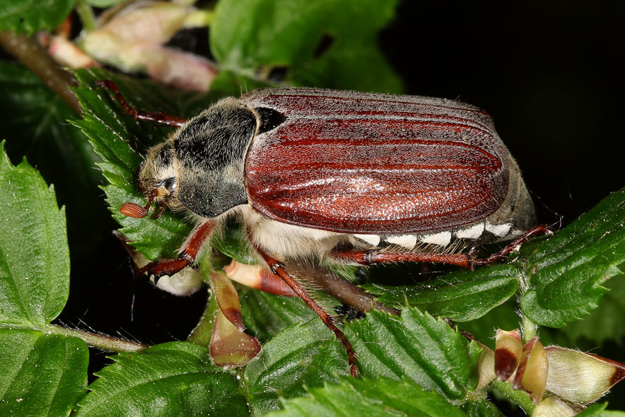 Melolontha melolontha - Feldmaikäfer, Käfer auf Blatt