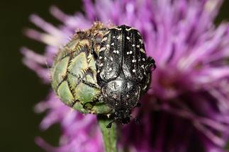 Oxythyrea funesta - Trauer-Rosenkäfer, Käfer auf ...