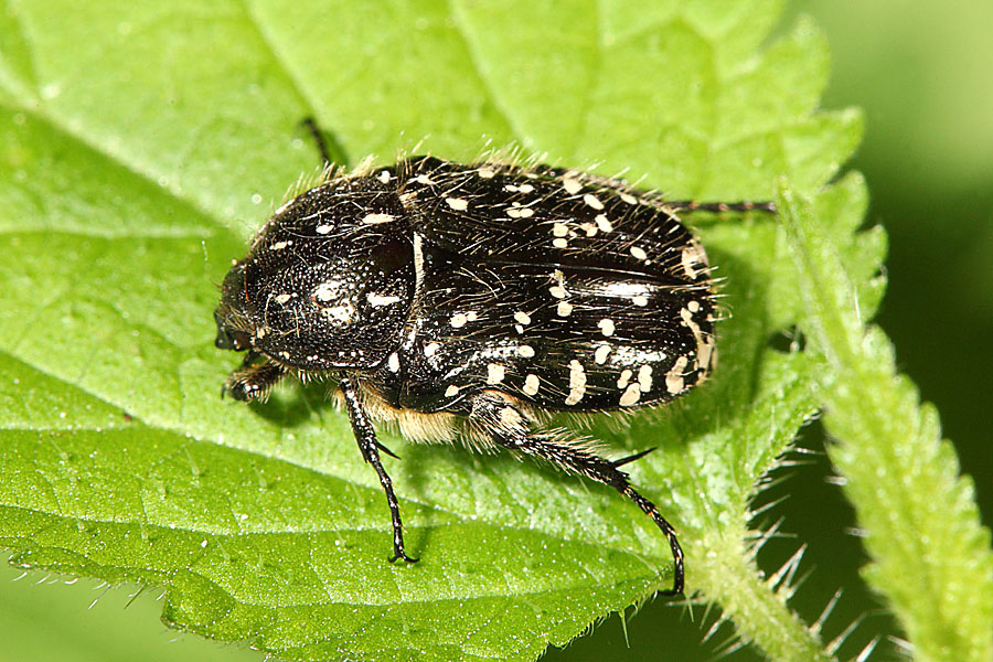 Oxythyrea funesta - Trauer-Rosenkäfer, Käfer auf Blatt