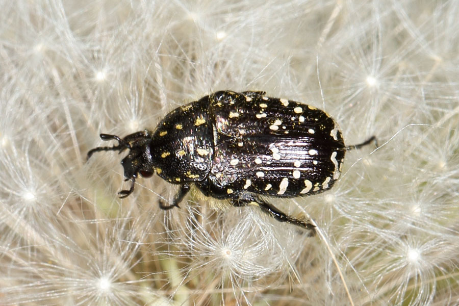 Oxythyrea funesta - Trauer-Rosenkäfer, Käfer auf Pusteblume