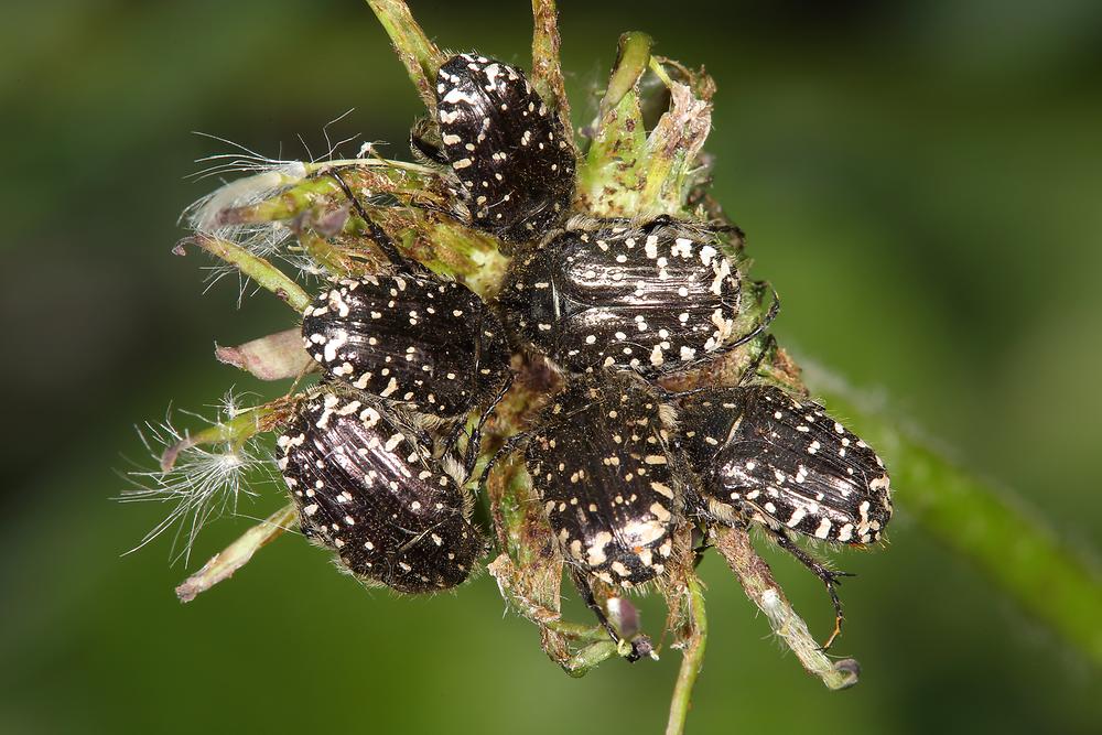 Oxythyrea funesta - Trauer-Rosenkäfer, sechs Käfer