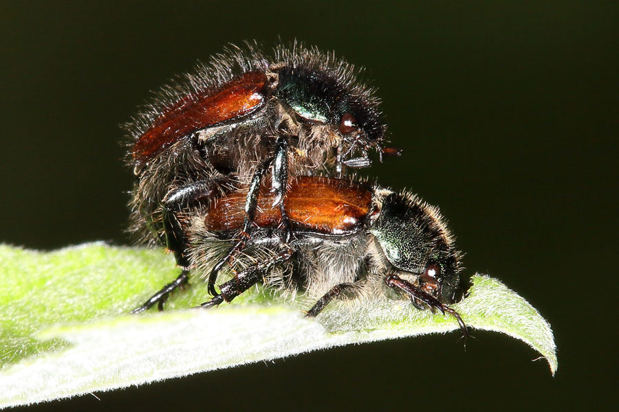 Phyllopertha horticula - Gartenlaubkäfer, Käfer Paar