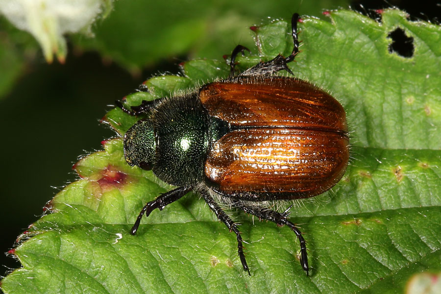 Phyllopertha horticula - Gartenlaubkäfer, Käfer auf Blatt