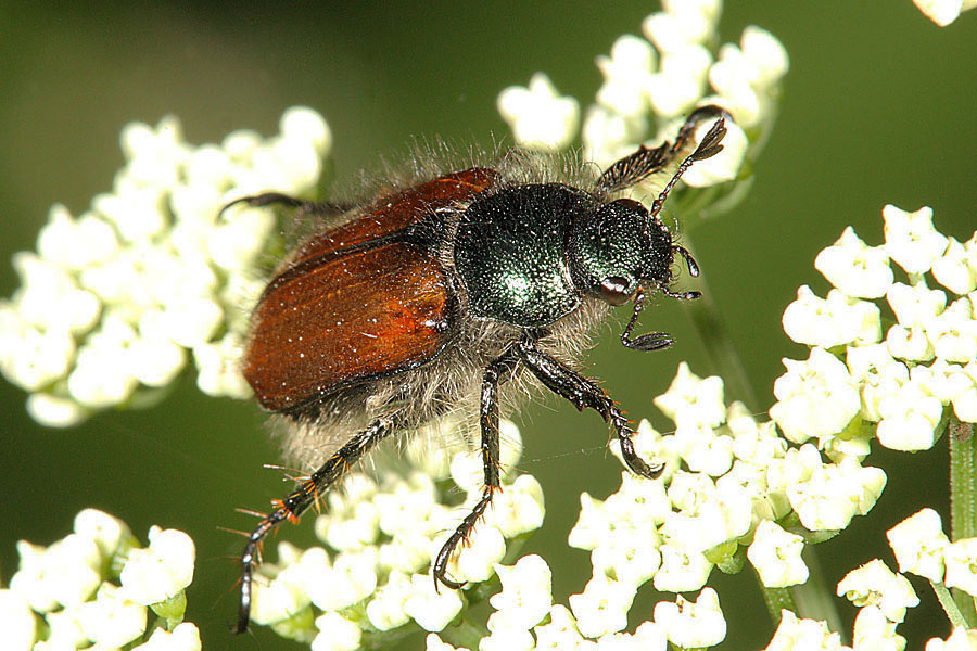 Phyllopertha horticula - Gartenlaubkäfer, Käfer auf Blüten