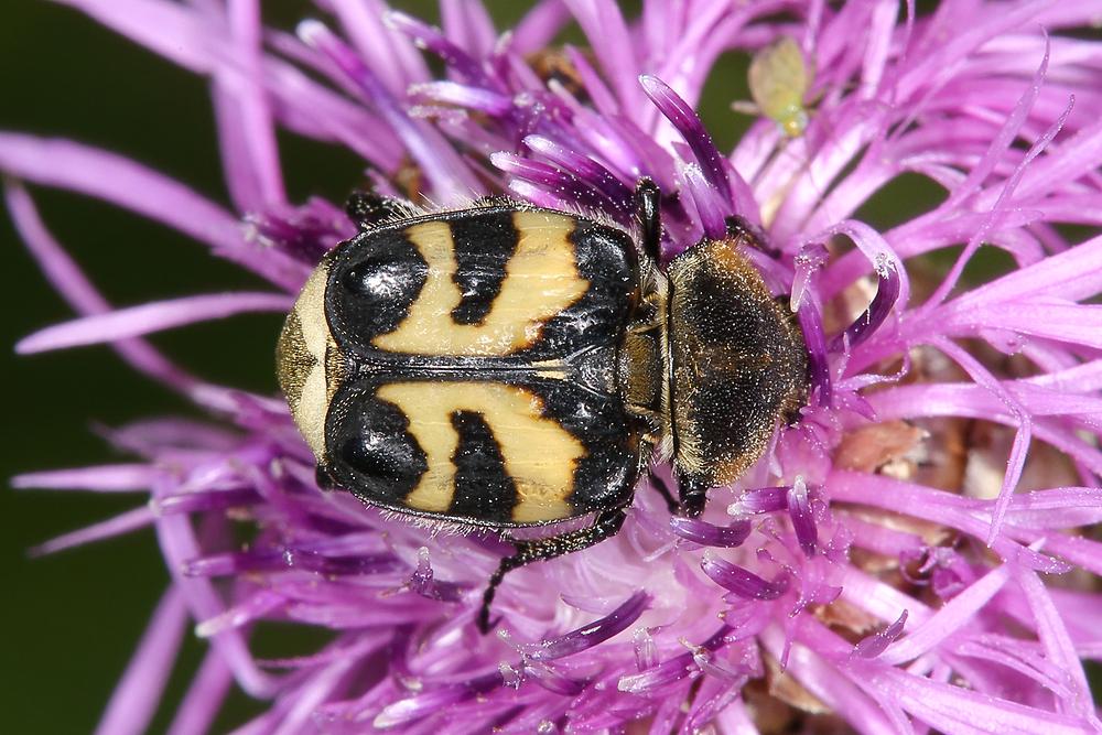 Trichius fasciatus - Gebänderter Pinselkäfer