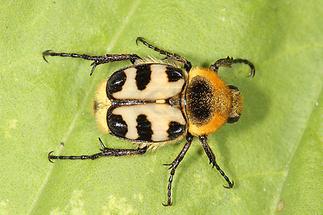 Trichius sexualis - Pinselkäfer, Käfer auf Blatt