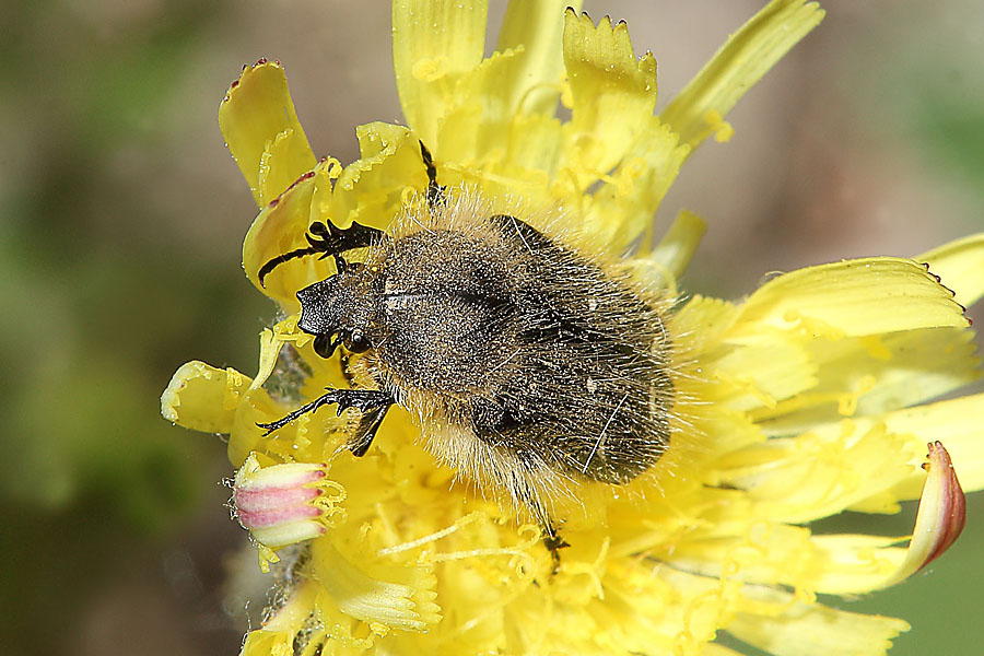 Tropinota hirta - Zottiger Rosenkäfer, Käfer auf Blüte