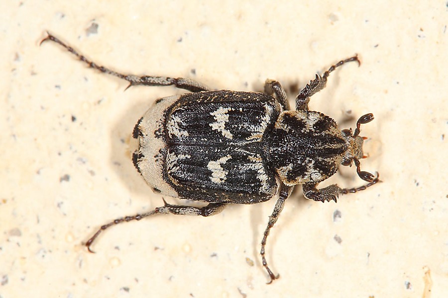 Valgus hemipterus - Stolperkäfer, Käfer Männchen auf Mauer