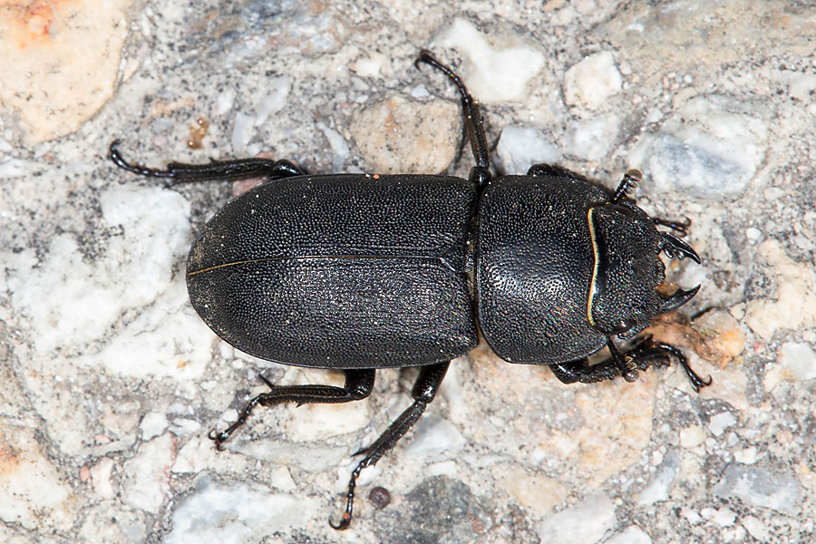 Dorcus parallelipipedus - Balkenschröter, Zwerghirschkäfer, Käfer Weibchen auf Fahrweg