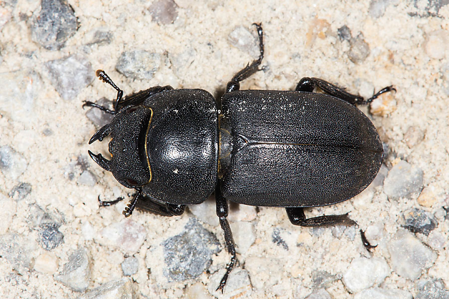 Dorcus parallelipipedus - Balkenschröter, Zwerghirschkäfer, Käfer Weibchen auf Fahrweg