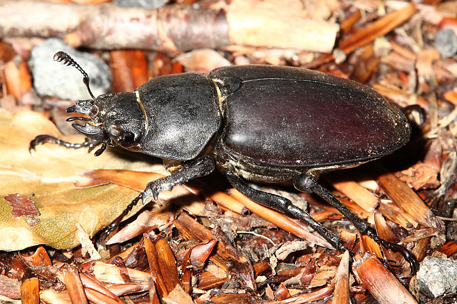 Lucanus cervus - Hirschkäfer, Weibchen auf Waldboden