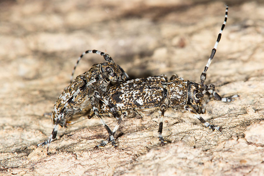 Aegomorphus clavipes - Keulenfüßiger Scheckenbock, Paar