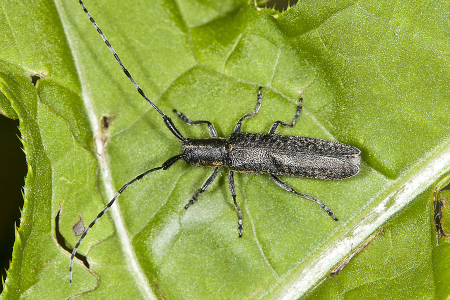 Agapanthia villosoviridescens - Scheckhorn-Distelbock, Käfer auf Blatt