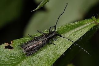 Agapanthia villosoviridescens - Scheckhorn-Distelbock, Käfer auf Blatt (3)