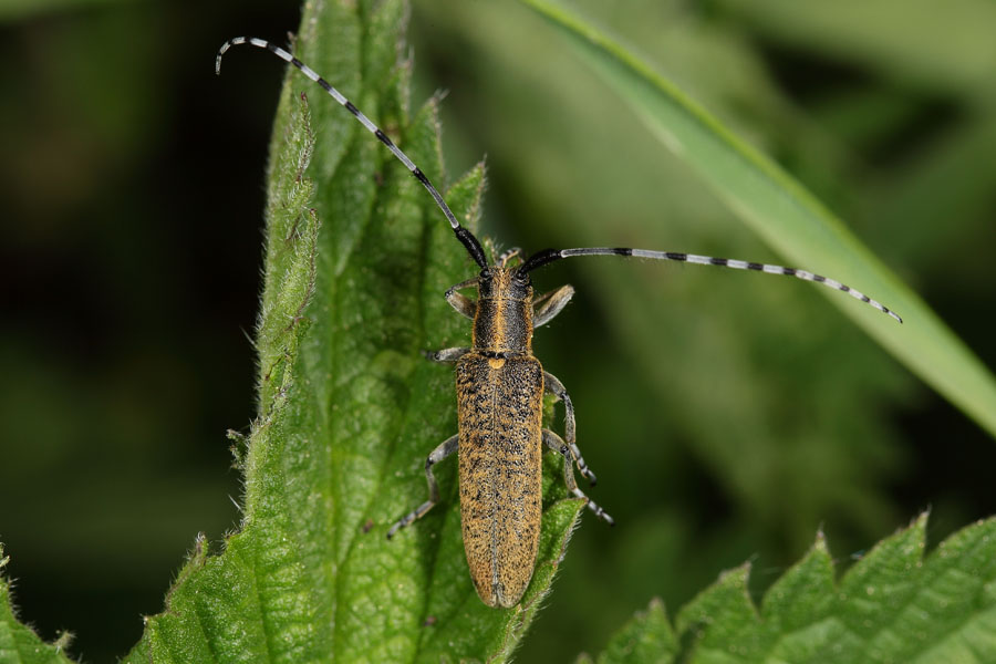 Agapanthia villosoviridescens - Scheckhorn-Distelbocj, Käfer auf Blatt