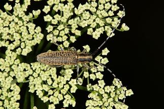 Agapanthia villosoviridescens - Scheckhorn-Distelbock, Käfer auf Blüten