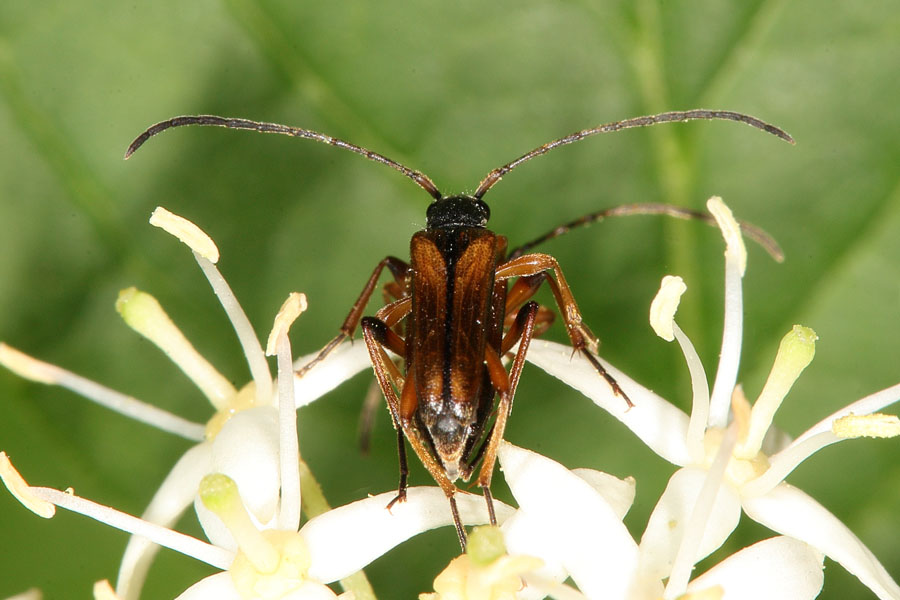 Alosterna tabacicolor - Feldahorn-Bock, Paar