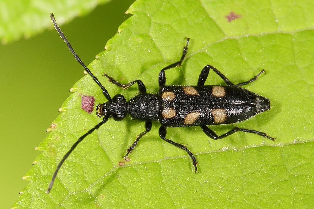 Anoplodera sexguttata - Gefleckter Halsbock