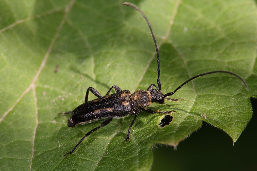 Anoplodera sexguttata - Gefleckter Halsbock, Käfer auf Blatt