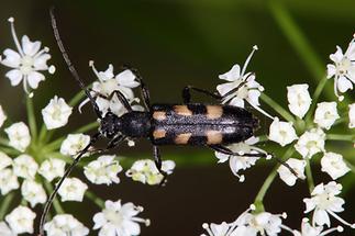 Anoplodera sexguttata - Gefleckter Halsbock, Käfer auf Dolde