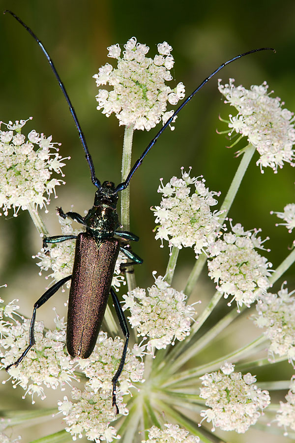 Aromia moschata - Moschusbock, Käfer auf Dolde