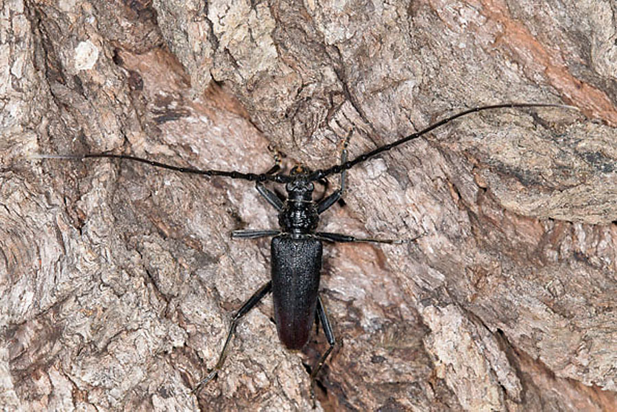 Cerambyx cerdo - Großer Eichenbock, Heldbock, Männchen