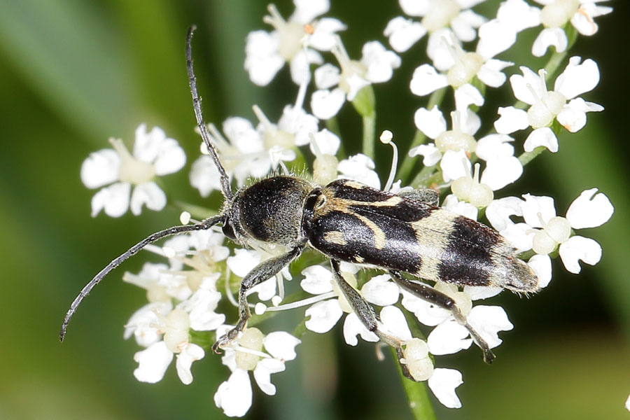 Chlorophorus figuratus - Schulterfleckiger Widderbock, Käfer auf Blüten