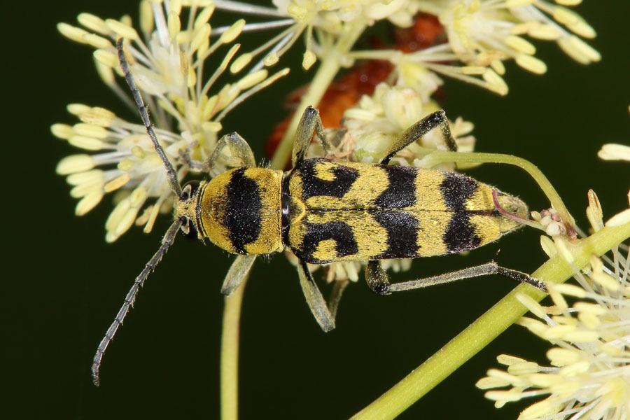 Chlorophorus varius - Variabler Widderbock, Käfer auf ...