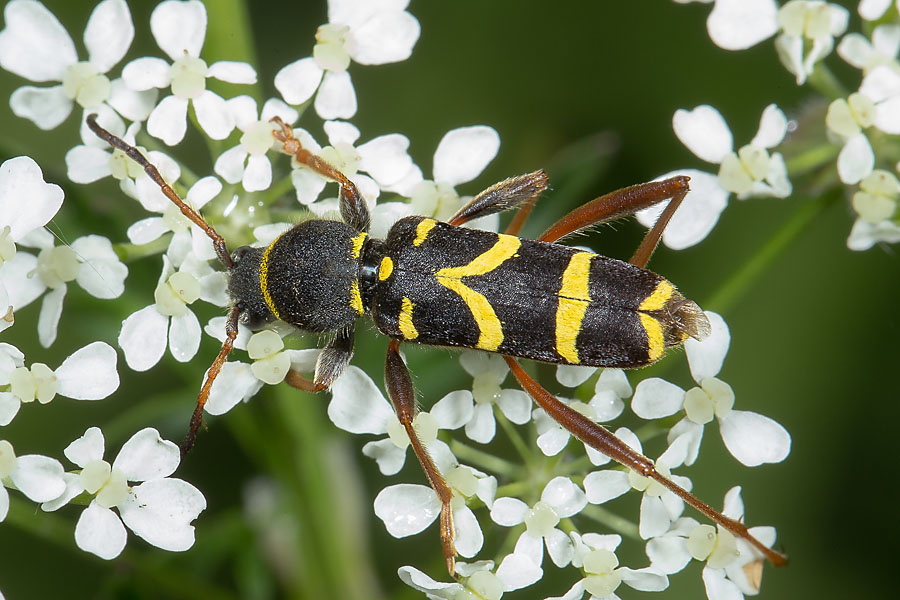 Clytus arietis - Echter-, Gemeiner Widderbock, Käfer auf Blüten