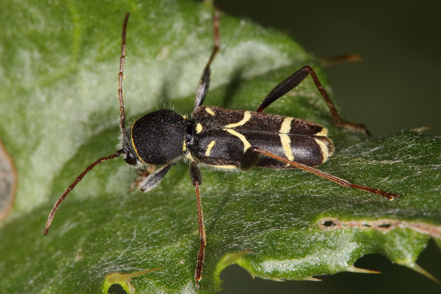 Clytus lama - Schmalfühleriger Widderbock, Käfer auf Blatt