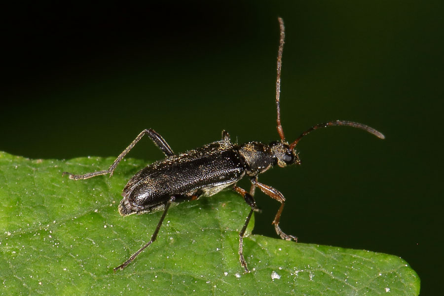 Cortodera femorata - Schwarzer Tiefaugenbock, Käfer auf Blatt