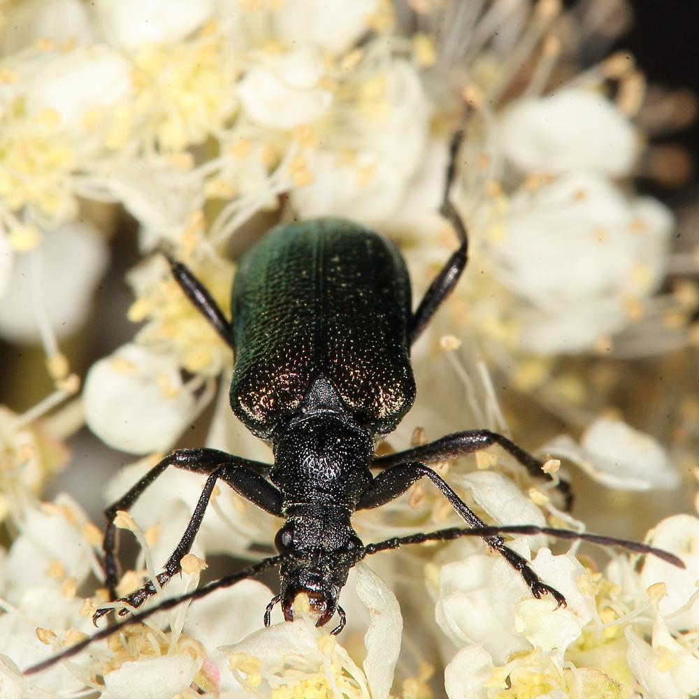Gaurotes virginea - Blaubock, Käfer mit schwarzem Halsschild