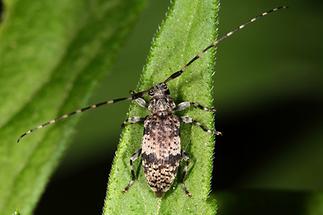 Leiopus nebulosus od. linnei - Braungrauer Splintbock, Käfer auf Blatt (1)
