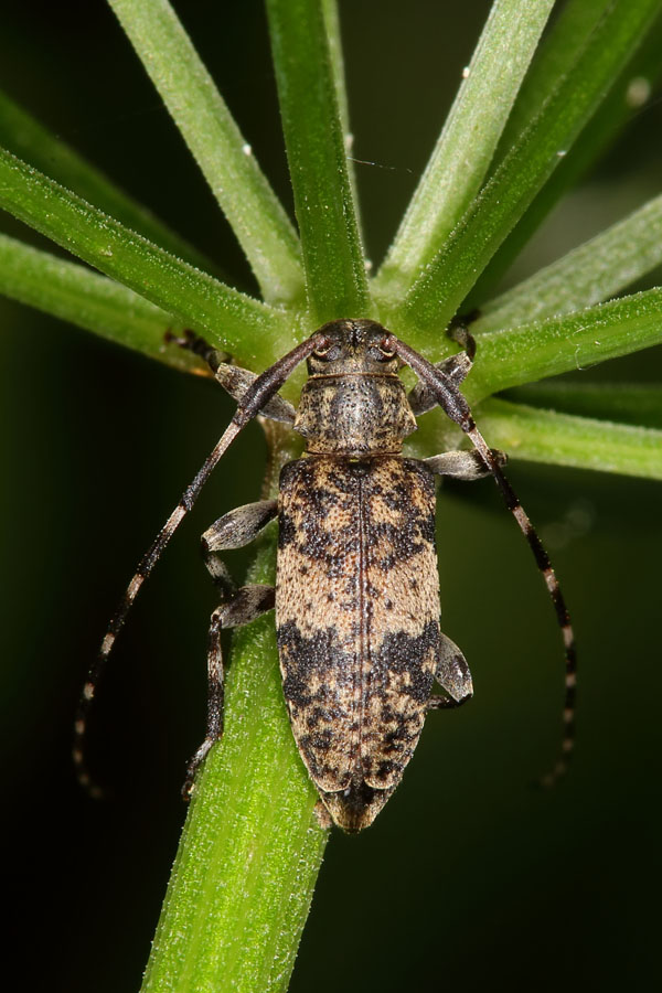 Leiopus nebulosus od. linnei - Braungrauer Splintbock, Käfer auf Stengel