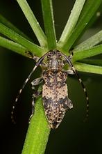 Leiopus nebulosus od. linnei - Braungrauer Splintbock, Käfer auf Stengel