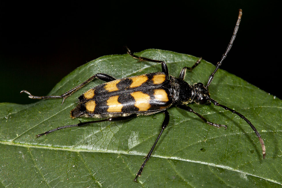 Leptura quadrifasciata - Vierbindiger Schmalbock, Käfer auf Blatt