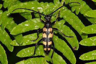 Leptura quadrifasciata - Vierbindiger Schmalbock, Käfer auf Blatt (3)