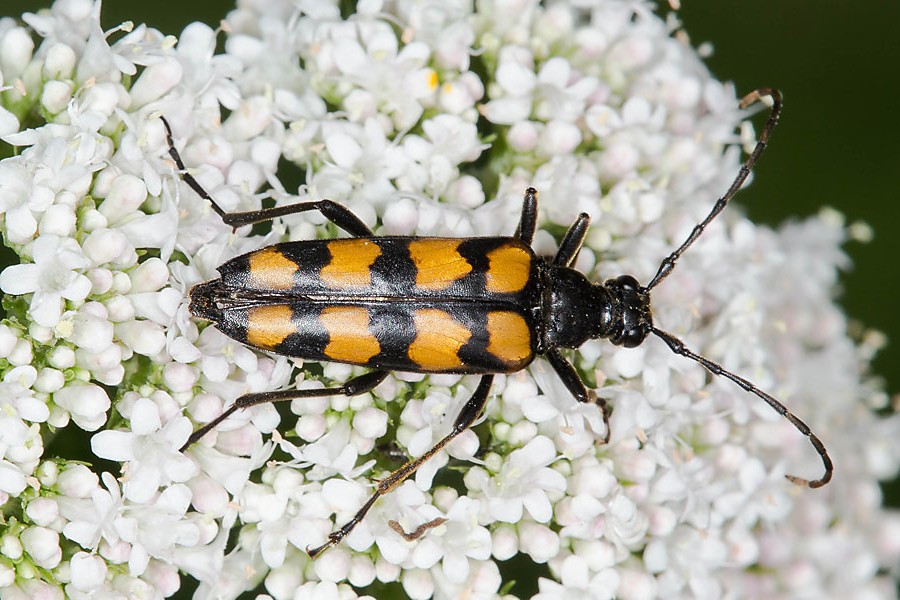 Leptura quadrifasciata Vierbindiger Schmalbock - kein dt. Name bekannt, Käfer auf Blüten