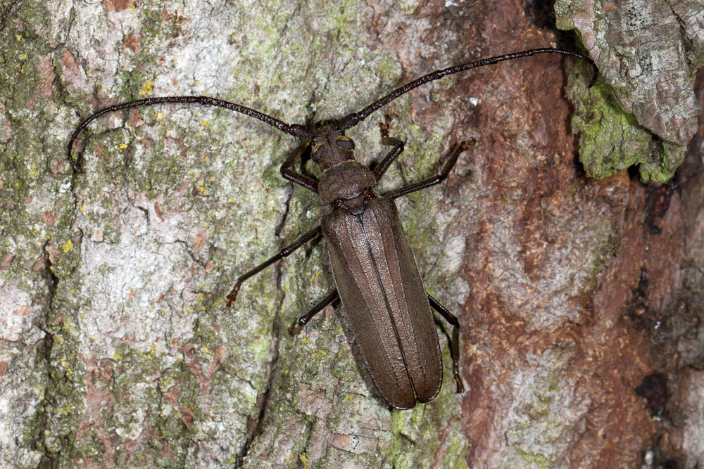 Megopis scabricornis - Körnerbock, Käfer auf Baumstamm