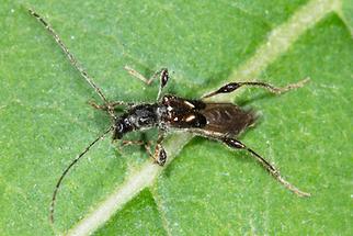 Molorchus minor - Dunkelschenkeliger Kurzdeckenbock, Käfer auf Blatt (2)