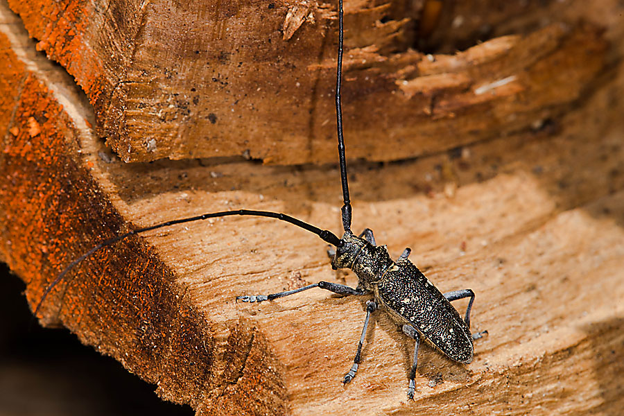 Monochamus sutor - Schusterbock, Männchen zugeflogen