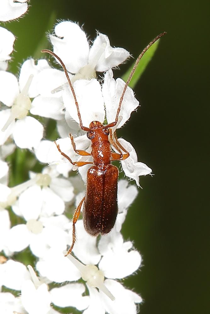 Obrium brunneum - Gemeiner Reisigbock