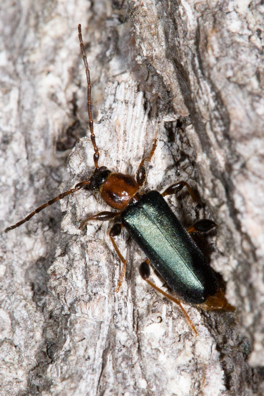 Phymatodes testaceus - Veränderlicher Scheibenbock, Käfer auf Baumrinde