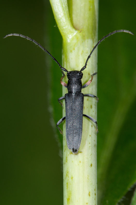 Phytoecia cylindrica - Zylindrischer Walzenhalsbock, Käfer auf Blattstiel