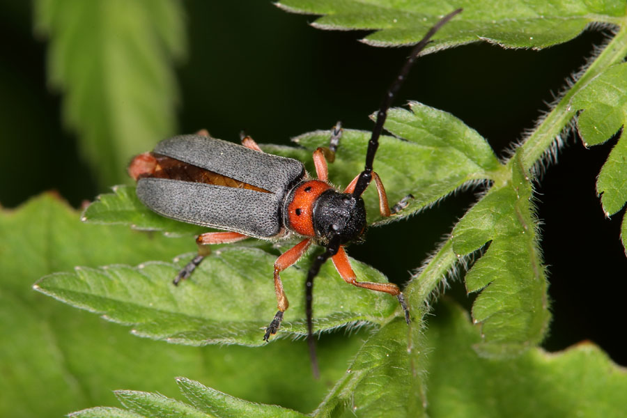 Phytoecia nigripes - Schwarzfüßiger Walzenhalsbock, Käfer auf Blatt